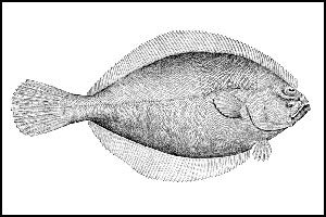 NC Flounder Limits Have Changed
