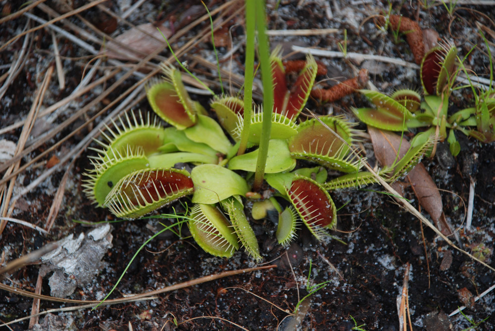 8th annual Flytrap Frolic - Island Life NC