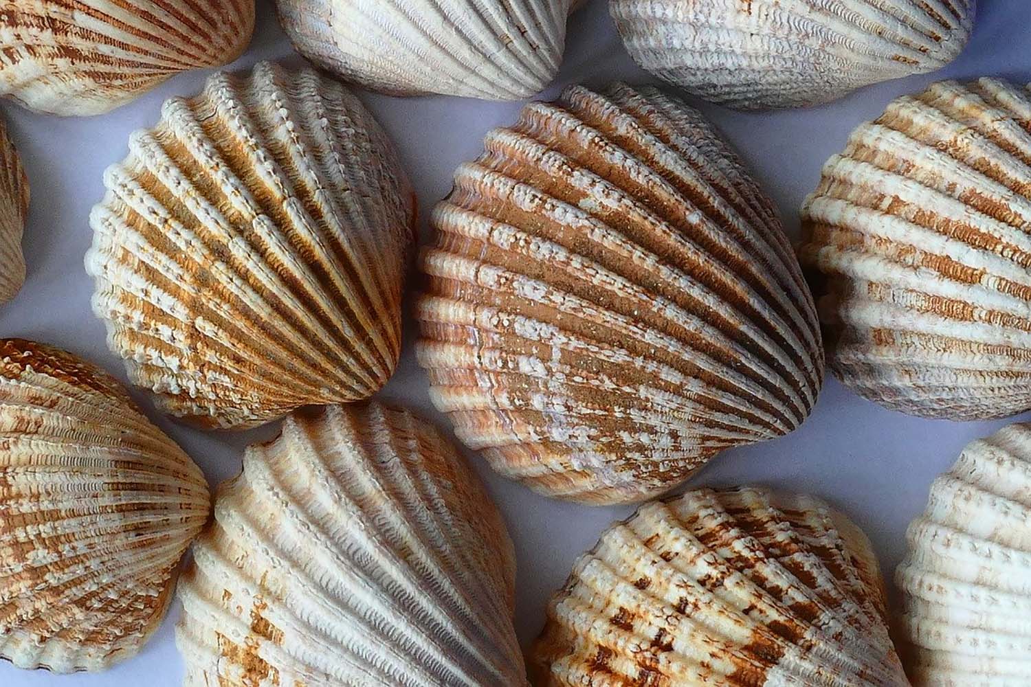 Natural Large Seashell Clam Shell 5 Ocean Oyster Sea Cockle Beach Decor  Crafts 