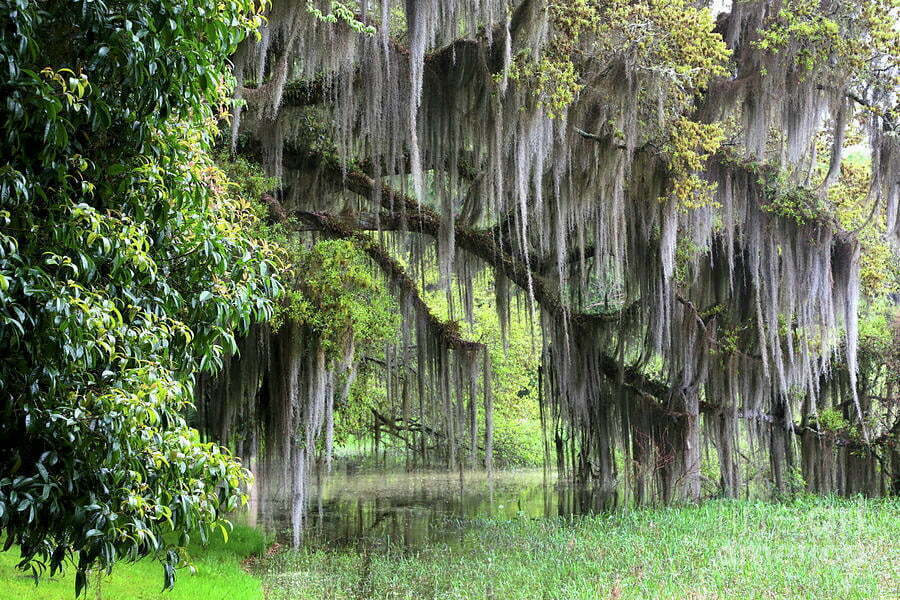 Why Is It Called “Spanish Moss”? - Southport NC - TownofSouthportNC.com