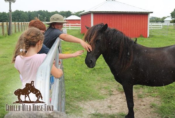 Corolla Wild Horse Fund - Spring Open House