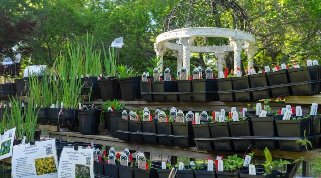 Extension Master Gardener℠ Volunteer Association Plant Sale